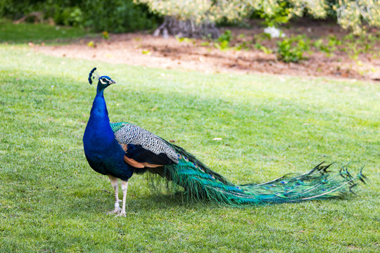 Peacock in City Park