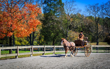 Carriage Rider competing in the James River Driving Association