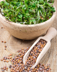 Fresh radish sprouts on a wooden background.