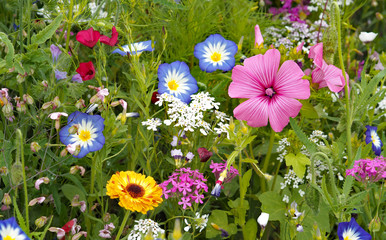 Blumenwiese Mohn