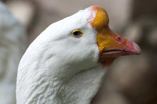 Close-up head of the white goose
