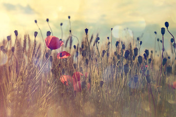 Fototapeta premium Poppies in the wheat field