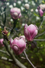 Magnolia branch with two pink flowers closeup