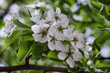 branch with white flowers apple closeup