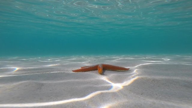 Starfish near the shore in a turquoise water