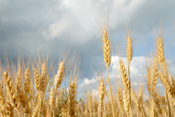 Wheat field and the summer sky