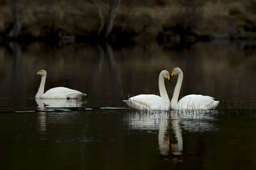 Faithful swan couple