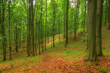 Obraz premium Beech forest