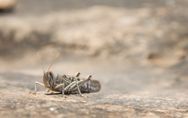 Cricket on a rock