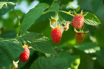 Red raspberries on the branch