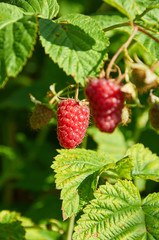 Red raspberries on the branch