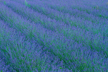 Obraz premium lavender flower field