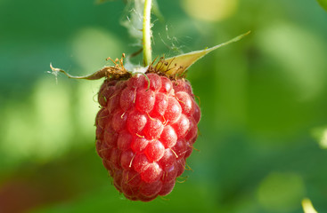 macro photography of ripe raspberry