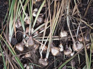 Dug out the flower bulbs, after the end of the growing season