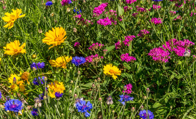 wild flowers in a meadow with yellow coreopsis,, pink catch fly  and blue cornflowers 
