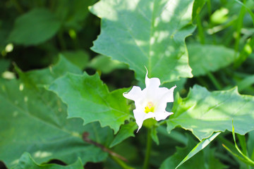 White flower of datura