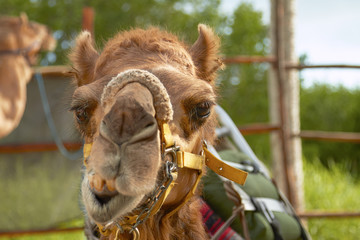 The Facial Expression of a Camel in Cozumel Mexico