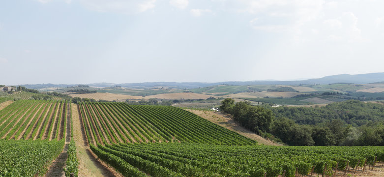 Vineyard of Tuscany