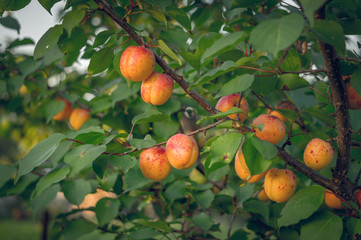 Абрикосовое дерево с созревшими плодами