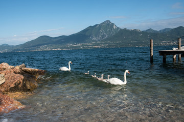 Cigni al lago di Garda