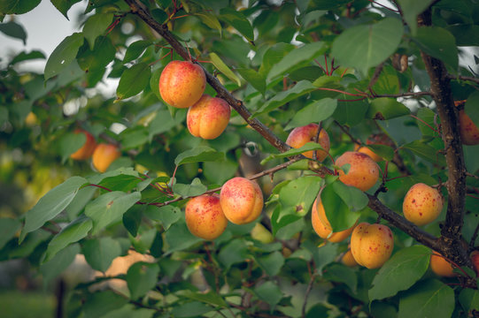 Абрикосовое дерево с созревшими плодами
