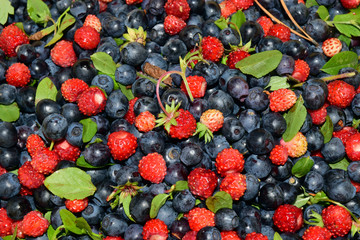 Wild strawberries and blueberry  fruits
