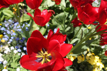 Explosion florale en Normandie