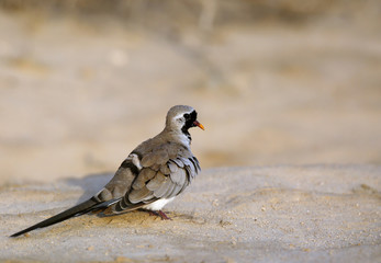 Fototapeta premium The Namaqua dove is a small sized pigeon