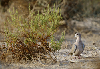 The Eurasian collared dove are most often called as collared dov