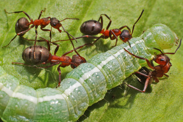 Caterpillar and ants