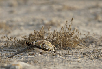 The Namaqua dove 