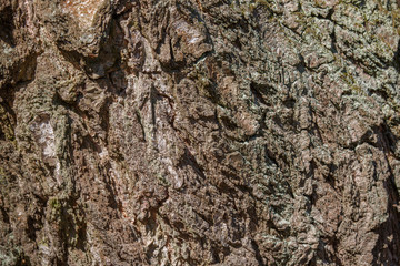 a fragment of pine bark. the natural texture.