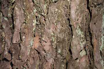 a fragment of pine bark. the natural texture.