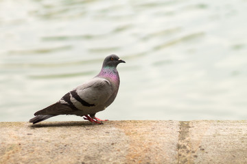 Pidgeon in front of fountain