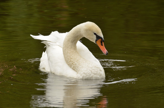 A lone Swan swims.