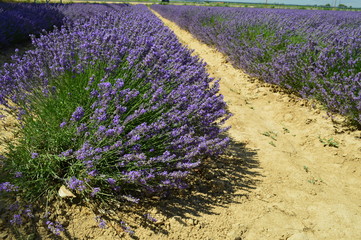 Lavendel rij