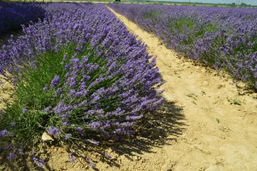 Foto op Plexiglas Lavendel Lavendel rij