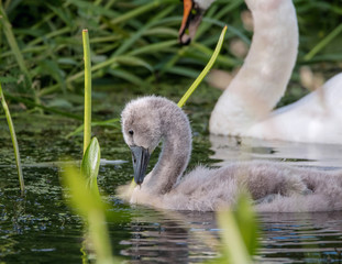 Naklejka premium Cygnet swanling. Mute Swan