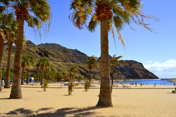 Playa De Las Teresitas beach, Tenerife, Canary Islands, Spain, Europe - June 14, 2016: Palm trees on Playa De Las Teresitas beach