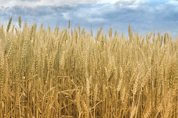 Wheat field in the summer