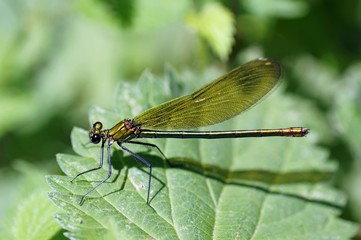 Gebänderte Prachtlibelle 