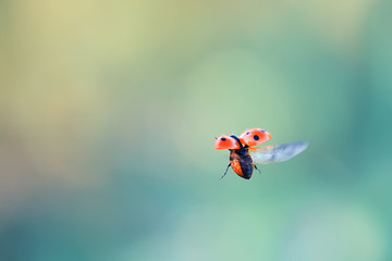 little red ladybug is flying with its wings outstretched toward the sun in summer