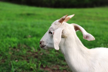 A white baby goat in the countryside