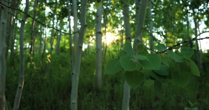 Aspen leaves mountain forest sunset sun rays. Uinta National Forest. Beautiful forest, trails, campgrounds. Picnic and hunting area.