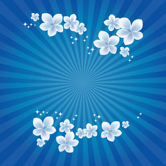 Flowers design. Flowers background. Sakura Flowers shine. Cherry blossom on Blue rays background. Vector