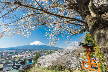 Torii gates with Sakura and Mountain Fuji
