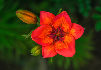 Fototapeta premium wild red flower with a bud on the summer green background