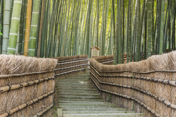 Arashiyama Bamboo Forest in Kyoto Japan