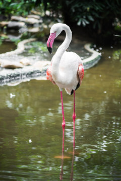 Greater Flamingo, Phoenicopterus ruber, beautiful pink big bird in dark blue water
