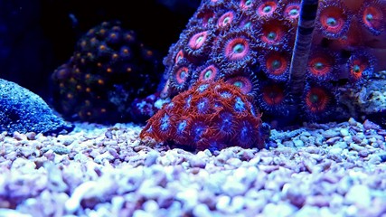 Red blue zoanthids colony